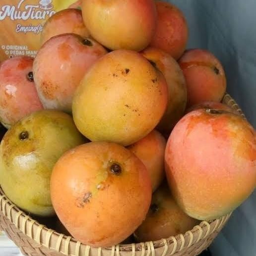 

BisaInstan- Mangga Gedong Gincu Segar - 1 Kilogram