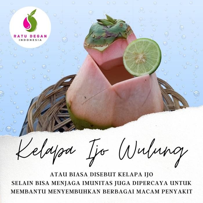

BisaInstan- Kelapa Ijo Wulung Segar - Obat / Cungap Merah - Ratu Degan - Satu Buah