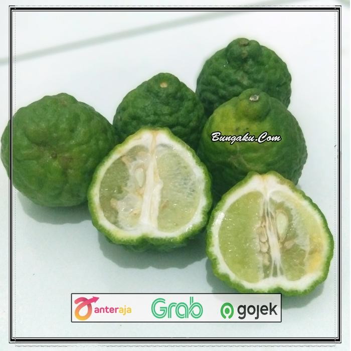 

BisaInstan- Jeruk purut fresh jantan/betina