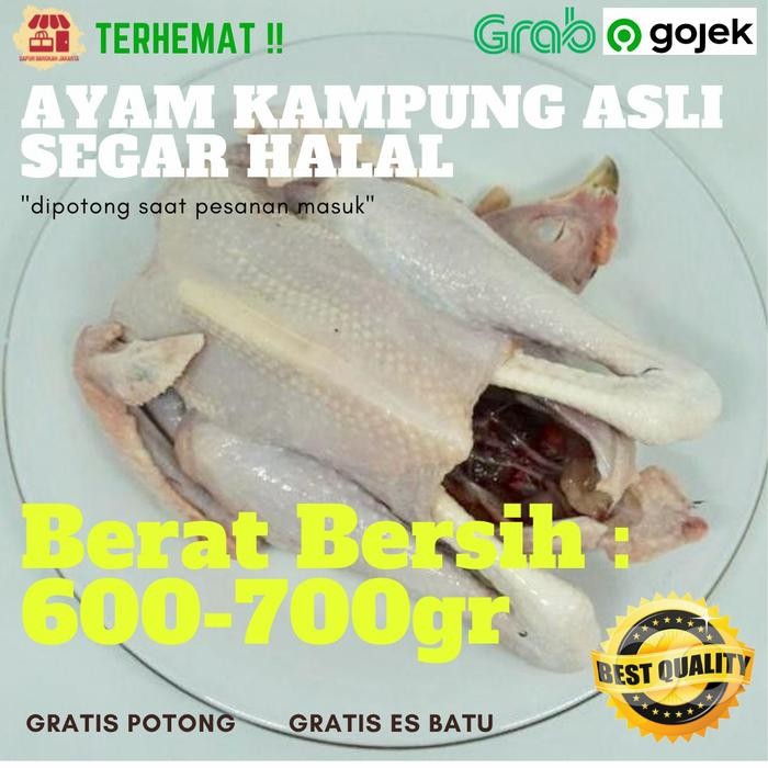 

Kirim,HariYgSama- AYAM KAMPUNG ASLI FRESH SEGAR HALAL BERSIH BERKUALITAS (600-700 GR)