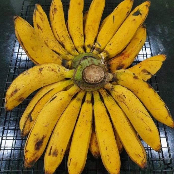 

NewZbgt- Buah Pisang Raja Bulu Persisir