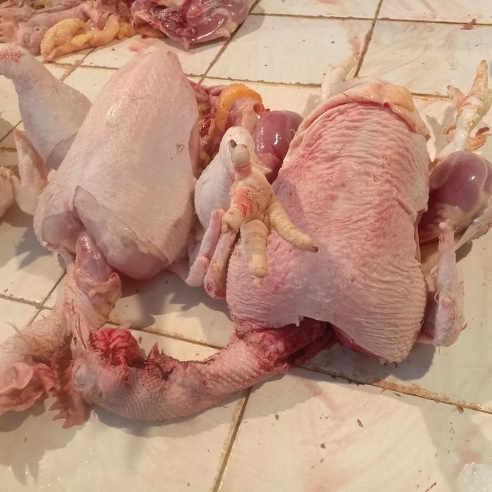 

Ayam Tua(Ekoran) Berat Kurang Lbh 3.5-4Kg