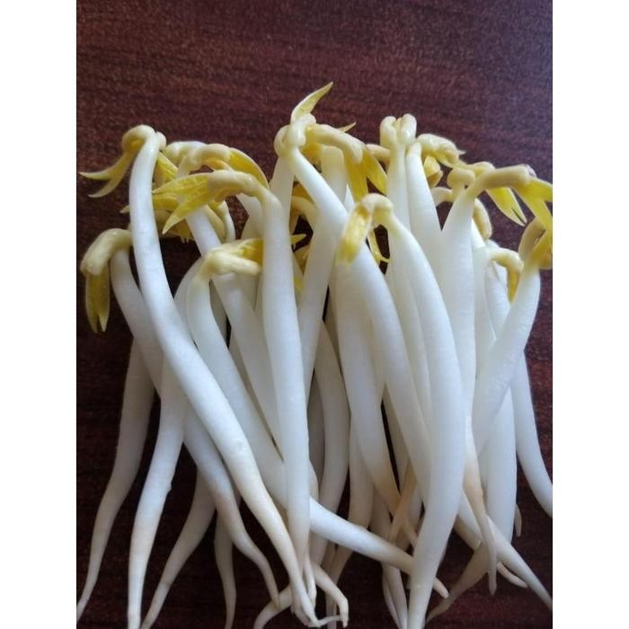 Filamin Pupuk Nutrisi Vitamin Tauge Khusus Siram