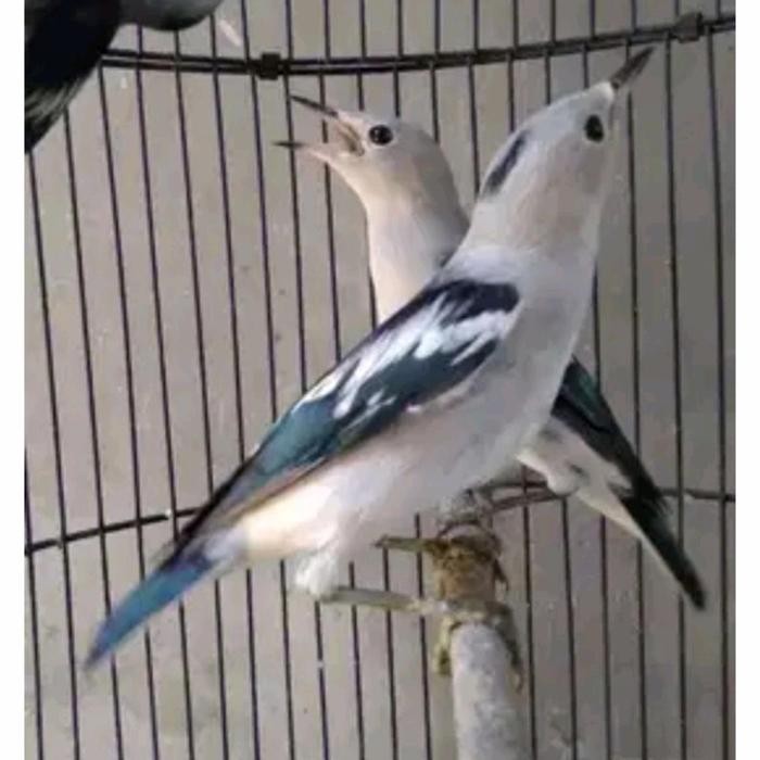 jalak kapas satuan/sepasang (masteran) terbaru