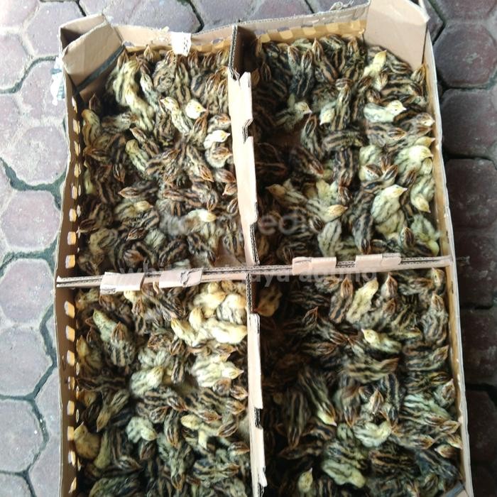 doq anak puyuh janta //anak puyuh 1 box terbaru