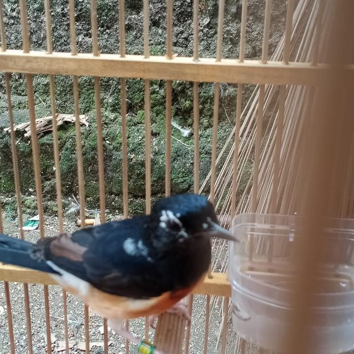 Murai betina pastol blorok terbaru