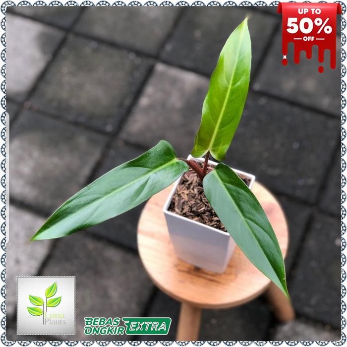 Thinkerbelllll Tanaman Hias Philodendron Mexicanum - Philodendron Mexicanum