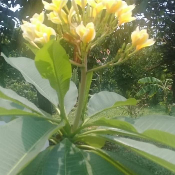 Thinkerbelllll Pohon Kamboja Bunga Kuning//Kamboja Bali