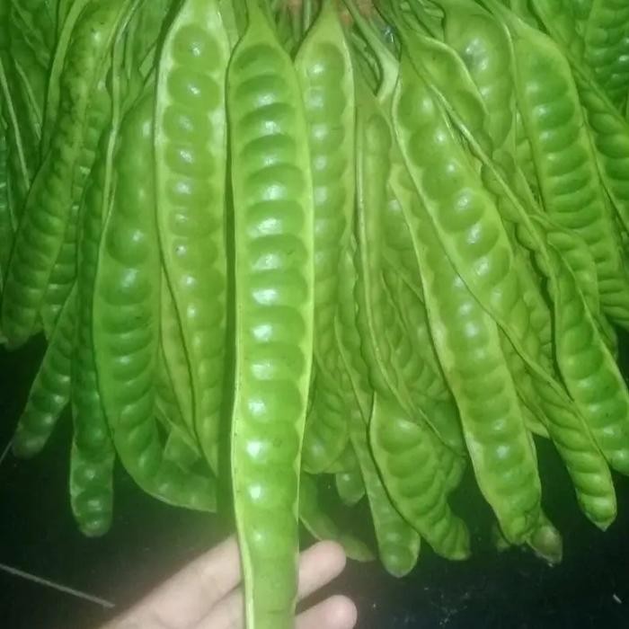 

Petai tua kualitas superr *