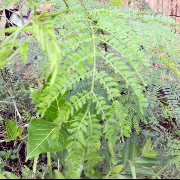 

daun petai cina lamtoro heal 100 gram *