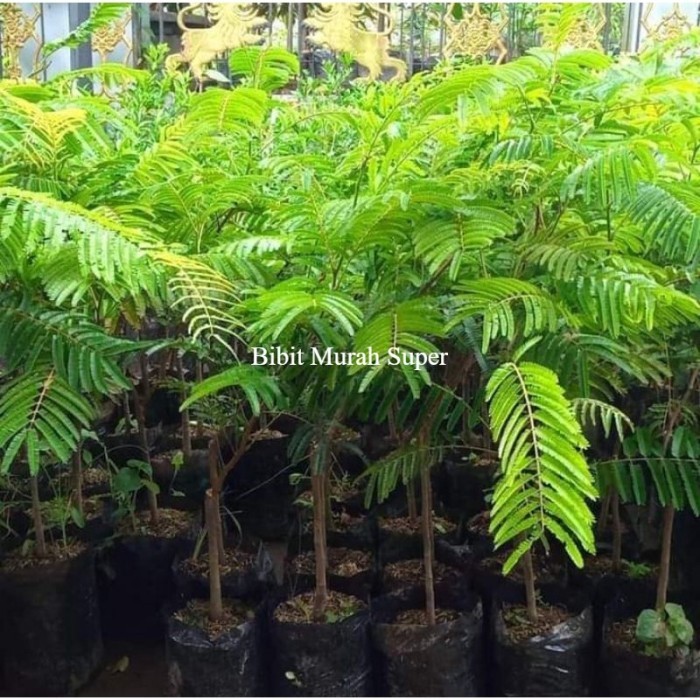 

Bibit Tanaman petai jumbo okulasi Berkualitas Super Unggul *