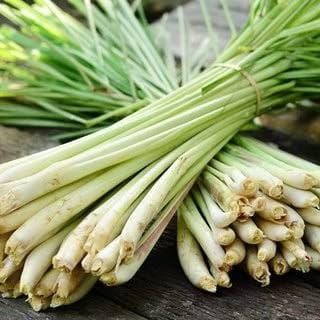 

New sereh/serai fresh berkhasiat 1 kg