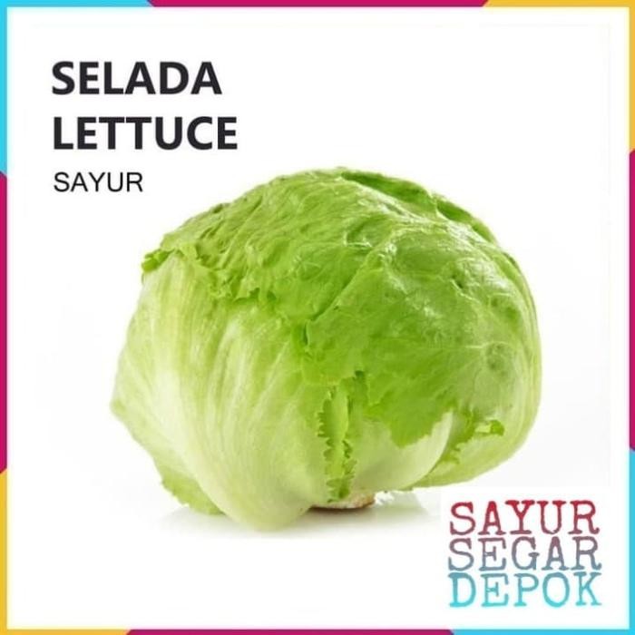 

BnyKBonusBelidiMari- SELADA LOTTUCE SAYUR 1 BUAH / SAYUR SEGAR DEPOK