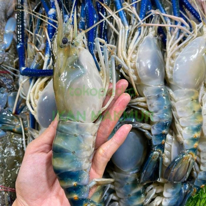 

PastiFreShNya- udang galah seafood segar berkualitas - 1 kilogram