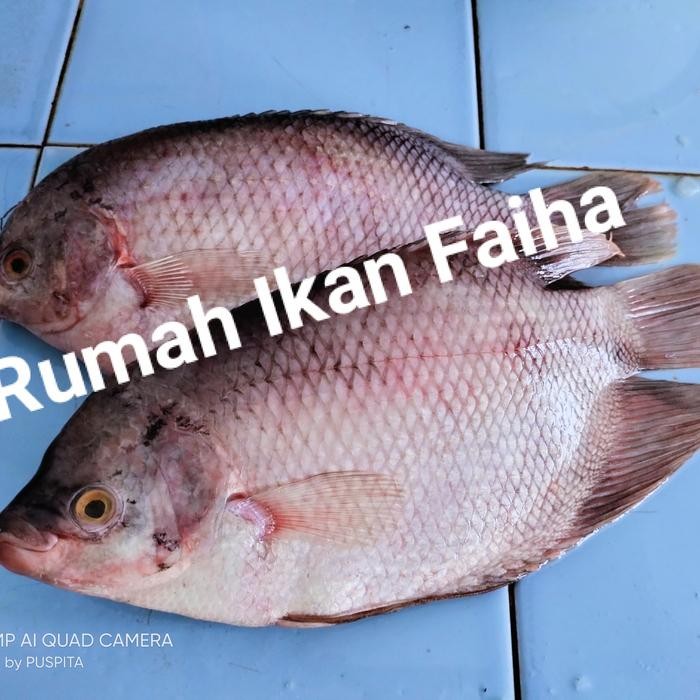 

PastiFreShNya- Ikan Gurame Segar Beku