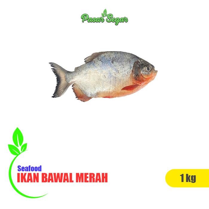 

PastiFreShNya- Ikan bawal merah 1kg