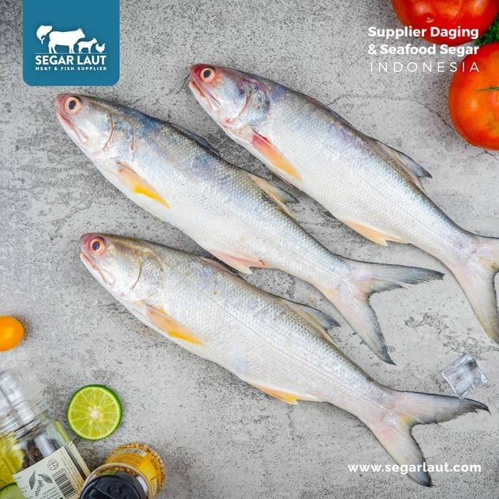 

PastiFreShNya- Ikan Senangin / Kuro FRESH