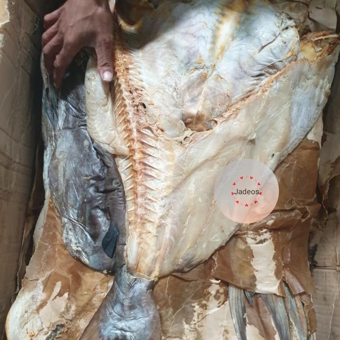 

PastiFreShNya- Ikan Jambal Roti Asli Ngeprul Fillet Berat 1kg