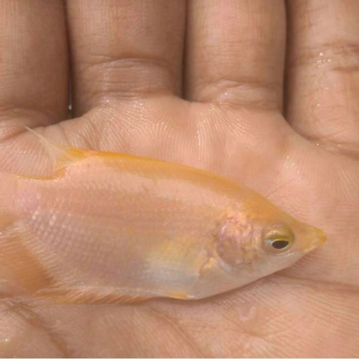 (Expert) Gurame padang ukuran korek Gas