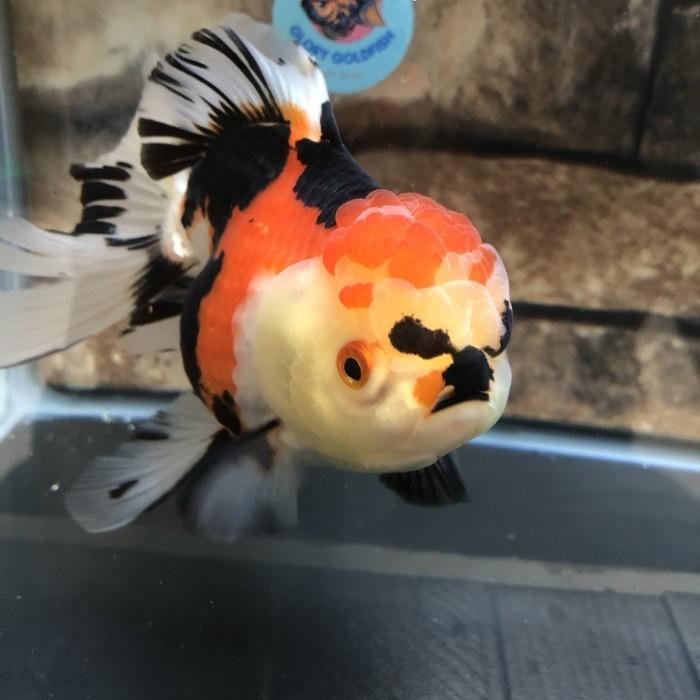 Kualitas No1 Ikan Hias Mas Koki Oranda Tricolor Tricolour 3C