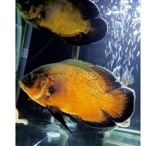 PREMIUM Oscar paris tembaga