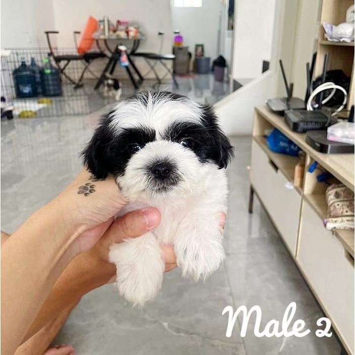 Jual anjing shitzu lutchu