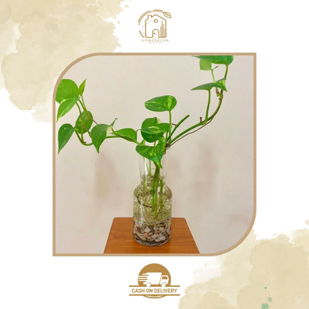 Terapitrendy Vas Bunga Kaca Polos Gelas Kaca Gelas Unik Pot Kaca Vas Bulat Gelas Kopi Bunga Kering