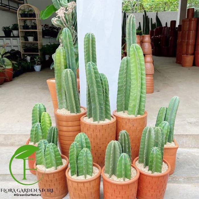 Terlaris Paket Tanaman Kaktus Koboi - Paket 3 Susun Kaktus Koboi - Plus Pot