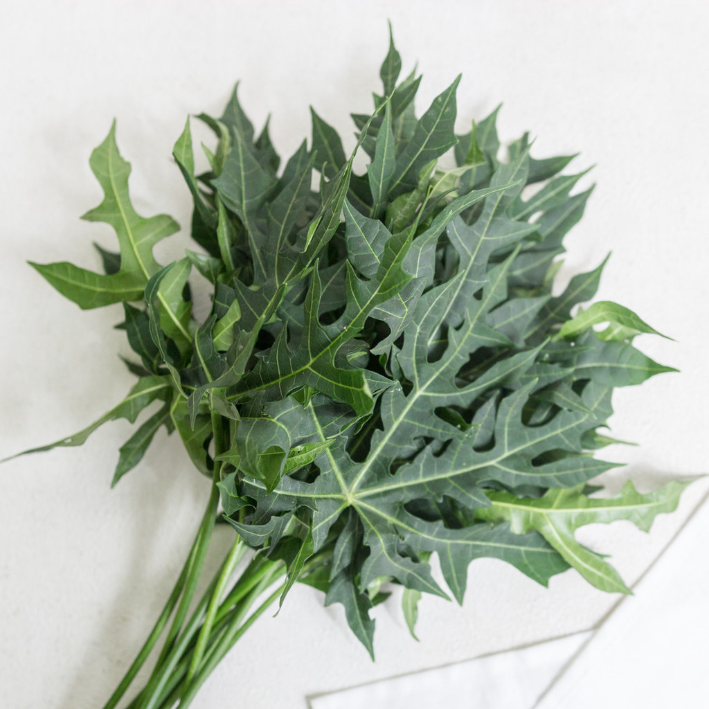 

Daun Pepaya Jepang Konvensional 1 kg