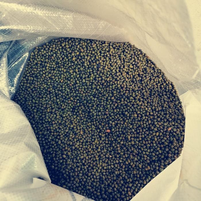 

Kacang Ijo Yulek Burma Super 1 sak Terlaris