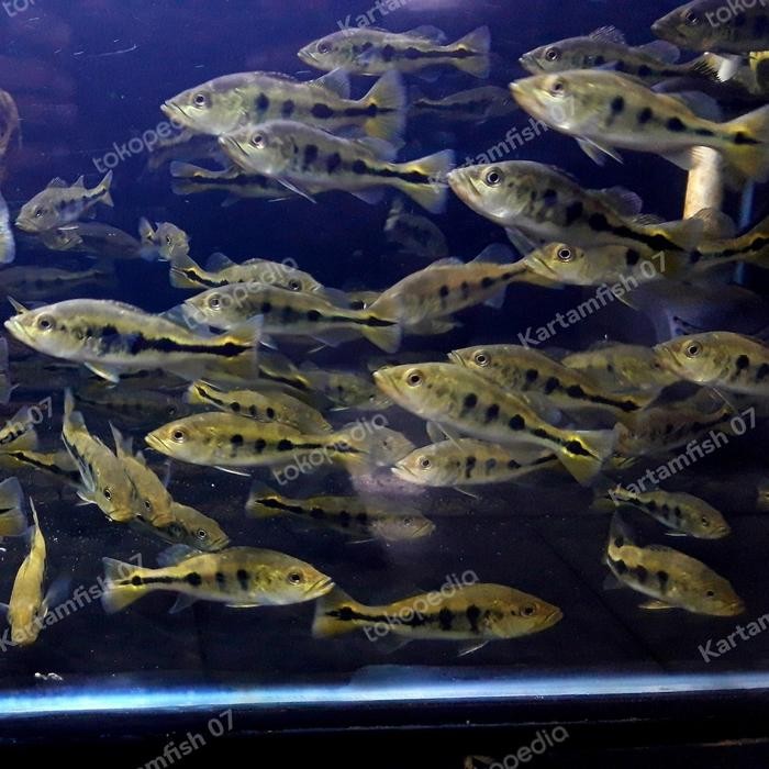 Amour Petshop Peacock Bass Pbass Mono