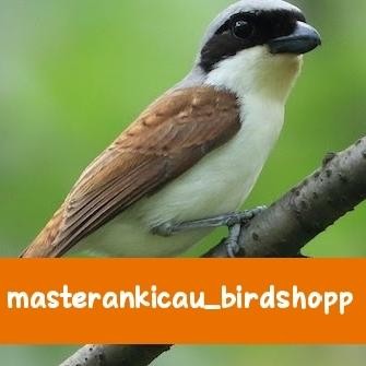 Pawfect Grooming Burung Pentet Macan Prospek Super Mulus