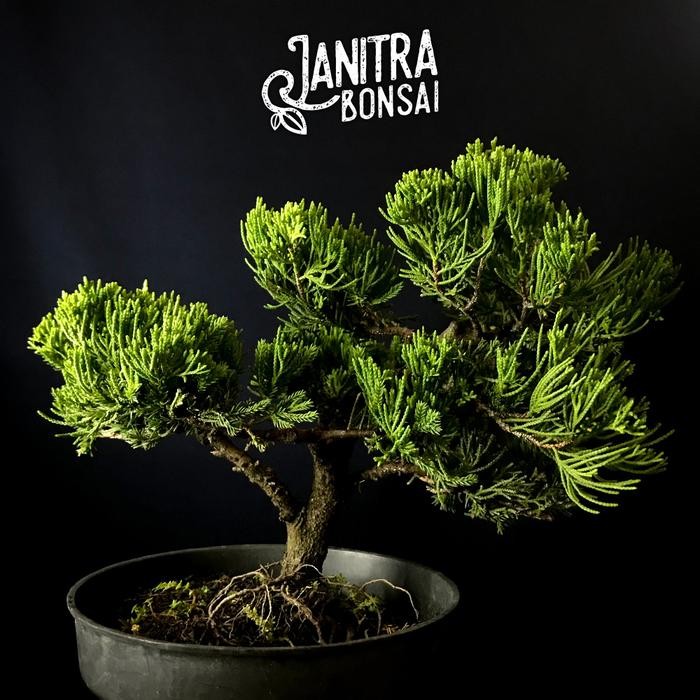 PREMIUM Bonsai cemara sinensis jadi siap pajang