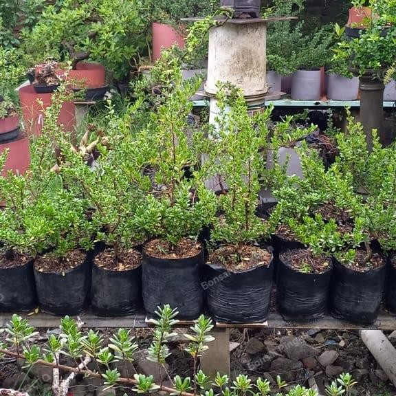 PREMIUM Bibit bonsai santigi mawar