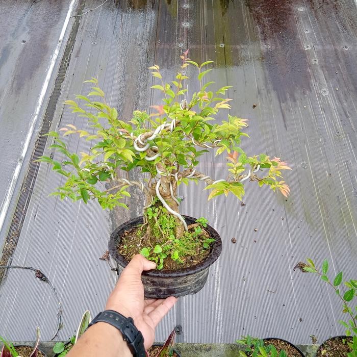 PREMIUM bonsai anggur brazil bonggolan