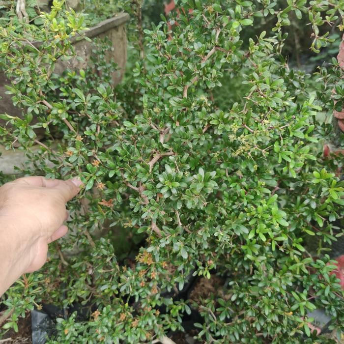 PREMIUM bahan bonsai geometri black olive bucida spinosa tanaman