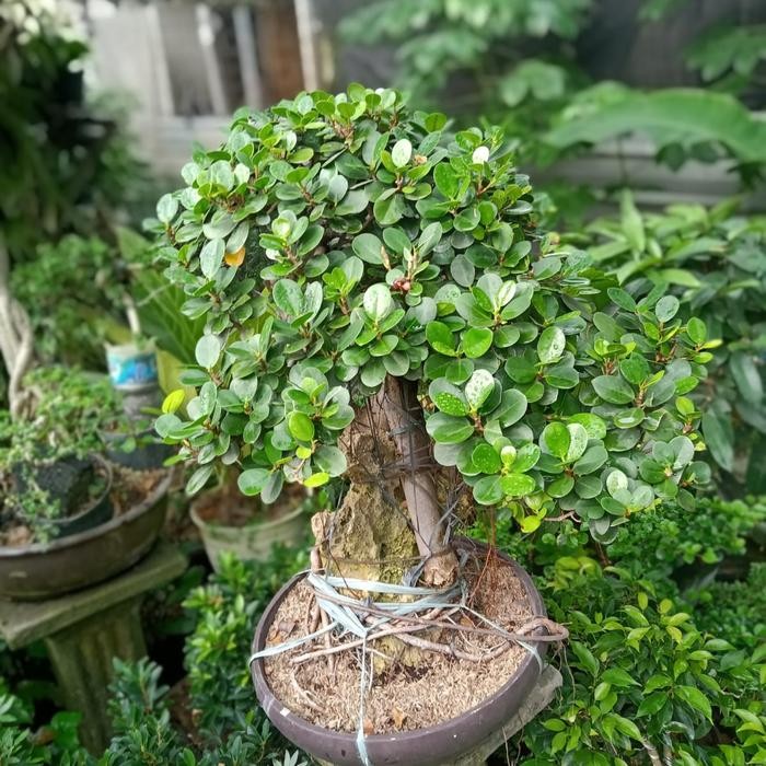 PREMIUM bonsai beringin korea mini