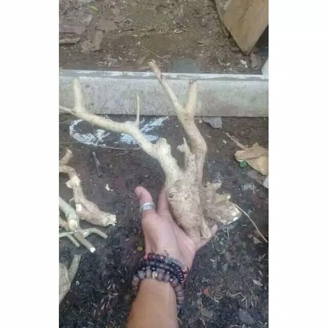 PREMIUM bahan bonsai wahong gunung