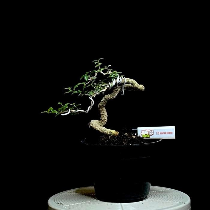 PREMIUM Bonsai sakura mikro jadi siap pajang