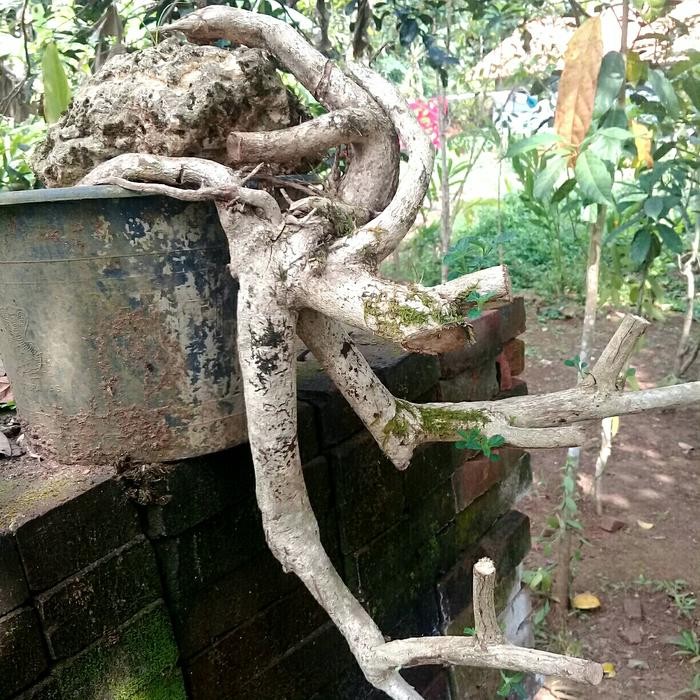 PREMIUM bonsai lantana bunga orange