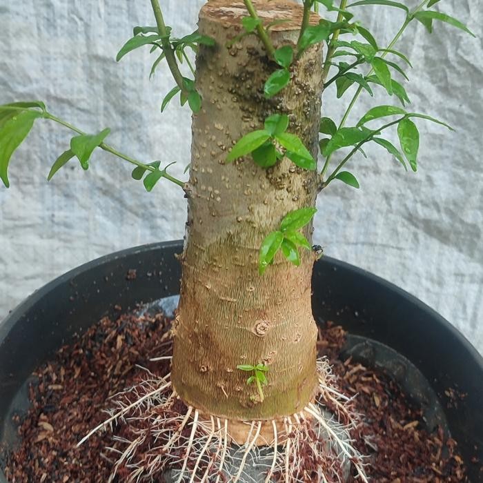 PREMIUM Anting putri,anput bahan bonsai stek batang putih ,hitam siap prokar