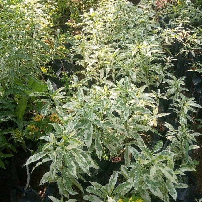 PREMIUM Tanaman hias & bahan bonsai import Baobab Variegata bagus cantik Tanaman langka