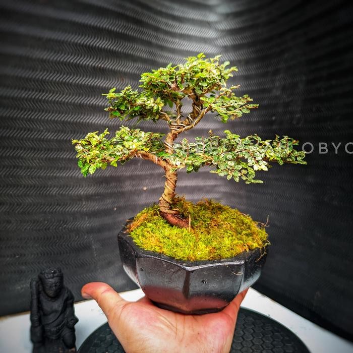 PREMIUM Bonsai Ulmus Variegata Super Micro Sudah Jadi Siap Pajang