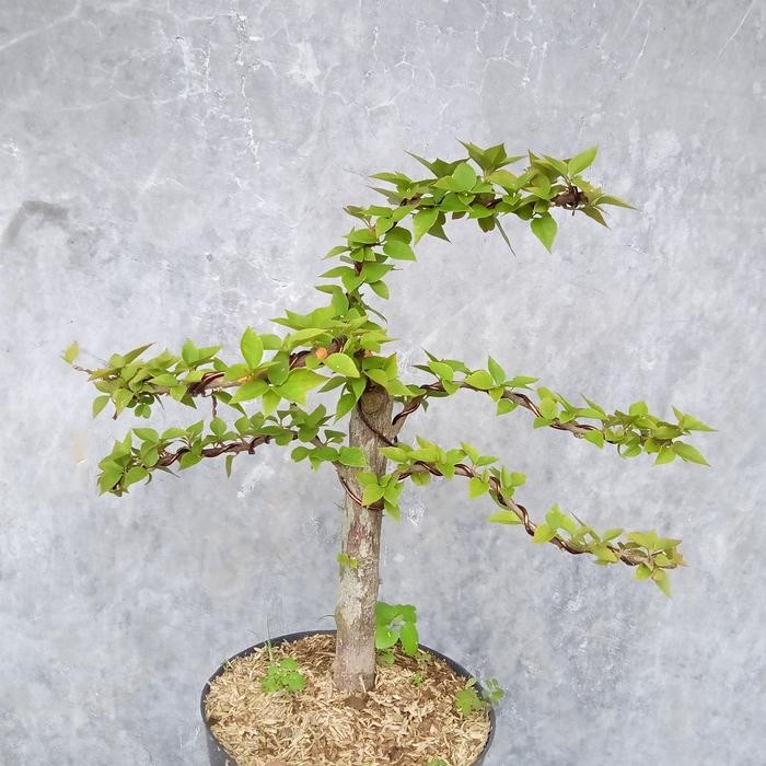 PREMIUM bonsai bougenville singapore original bunga merpan