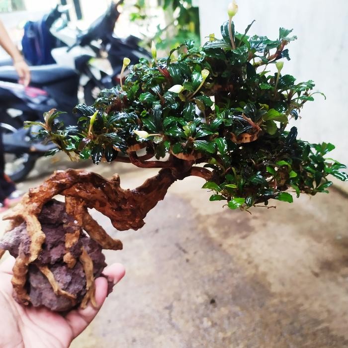 PREMIUM bonsai aquascape + buce mini + free planting