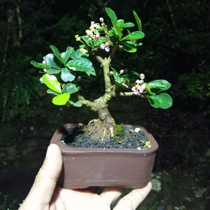 PREMIUM bonsai sianci barbados