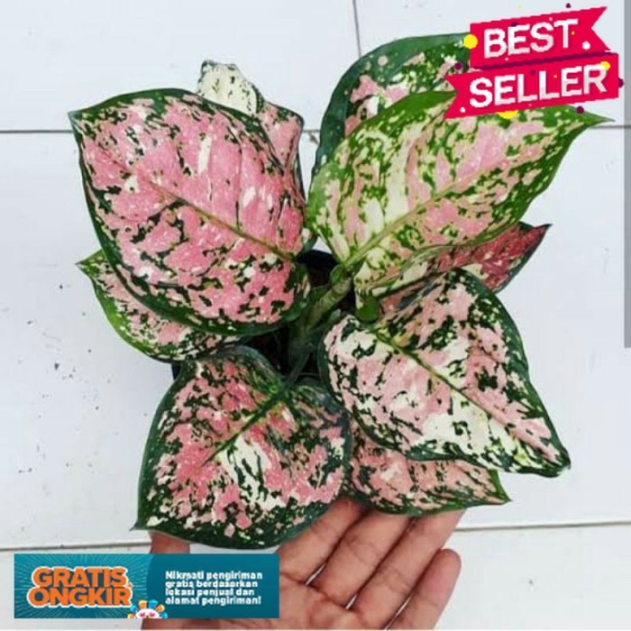 LgsgKirimHariyangSama, PROMO bibit anakan aglonema tricolor/baby aglonema tricolor