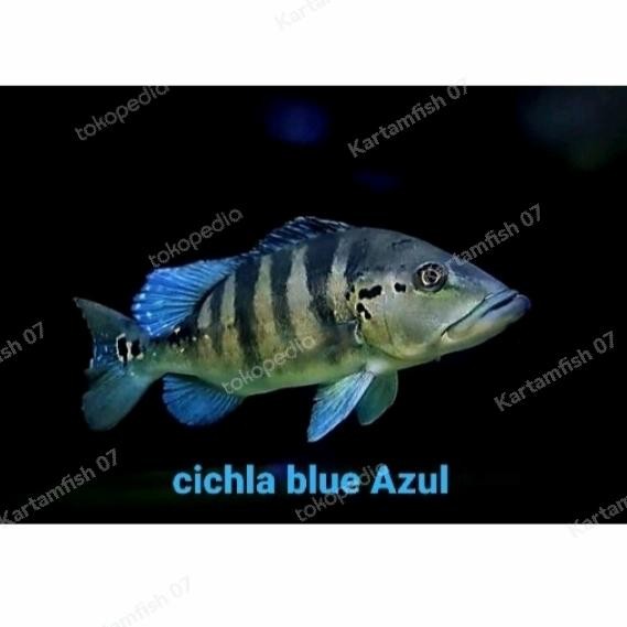 Pawretty- peacock bass pbass azul