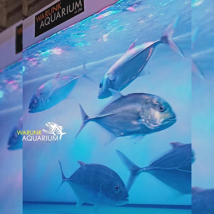 Pawretty- Ikan GT / Giant Trevally / Ikan Kuwe Aquarium Air Tawar Murah