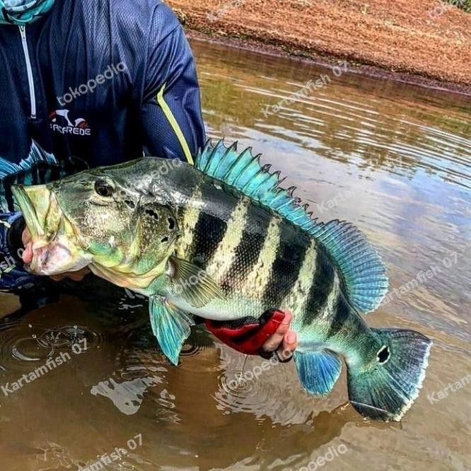 Pawretty- peacock bass Azul
